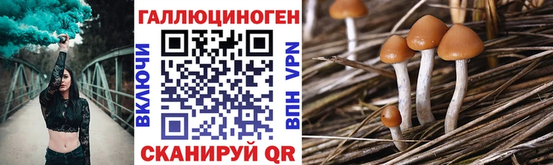 Купить где Вышний Волочёк Псилоцибиновые грибы Cubensis